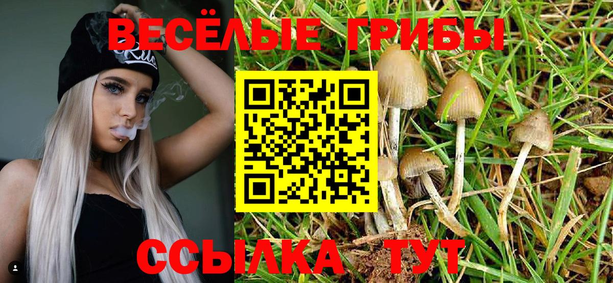 хочу   Вход с VPN  Петропавловск-Камчатский  Псилоцибиновые грибы Psilocybine cubensis 